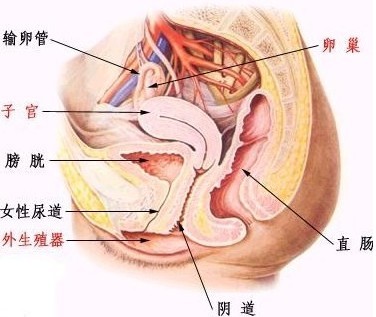 附件炎是怎么发生的呢