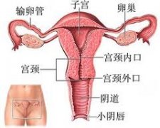 宫颈肥大是诱发女性不孕的背后黑手